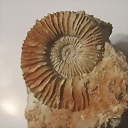 Phylloceras
