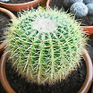 ltima foto del fotolog de cactus-chiquita