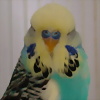 Foto de lino3