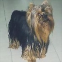 videlcam