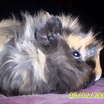 ltima foto del fotolog de Frambuezha
