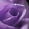 Foto de dulce30