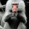 Foto de ping2