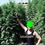 _Stream-gh_