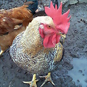 NANDOKKO