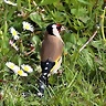Er-Pajaro