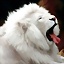 il.re.leone