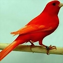 CANARIOVOLADOR1