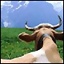 vaca_feliz