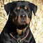 Solo_Rottweiler