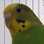 Titus.Guapitus