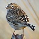 Burocrata