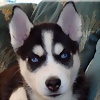 Foto de animalandrea
