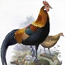 bankiba