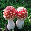 Bajamar_77