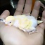 deinot
