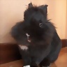 Noira