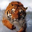 shark_32