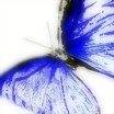 Foto de Steline