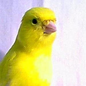 Foto del usuario