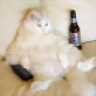 El_Cuelebre