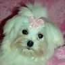 FelicityDolphin