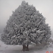 Foto de Taxus_4a