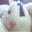 Foto de Lila_Cobi