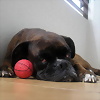 Foto de bully_isa