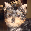 Foto de marest