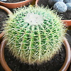 Foto de cactus-chiquita