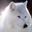 mag0_wolf