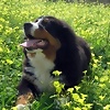 Foto de Lasha_Alex