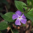esina