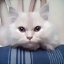 Persie_Ronie