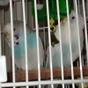 Foto de Aspil