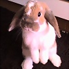 Foto de cuchitron