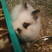 Foto de peluche_112