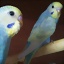 IvanMS