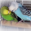 Foto de periiquiillos