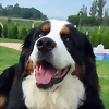 Foto de aglustre