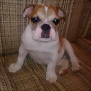 bulldogcan
