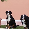 Foto de silvi4
