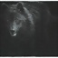 TheBlackWolf