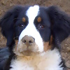 Foto de suso-conchi