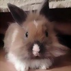 Foto de darbuko
