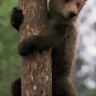 CMPN_Oso