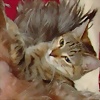 Foto de Canchera1