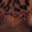 jaguaro