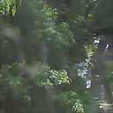 KARMELIAGUZMA